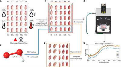 Detection of peanut seed vigor based on hyperspectral imaging and chemometrics